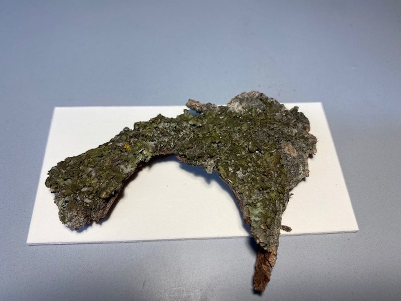 Elegant Melanelia Lichen photo 2