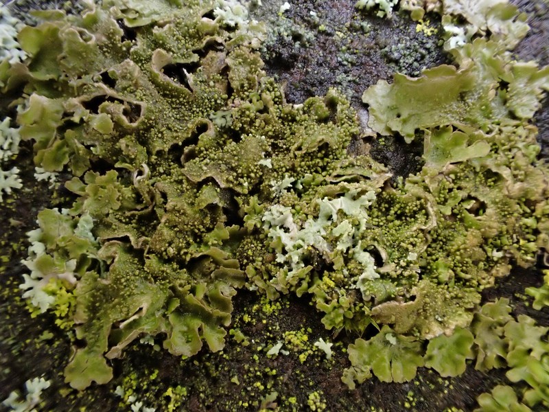 Melanelia Lichen