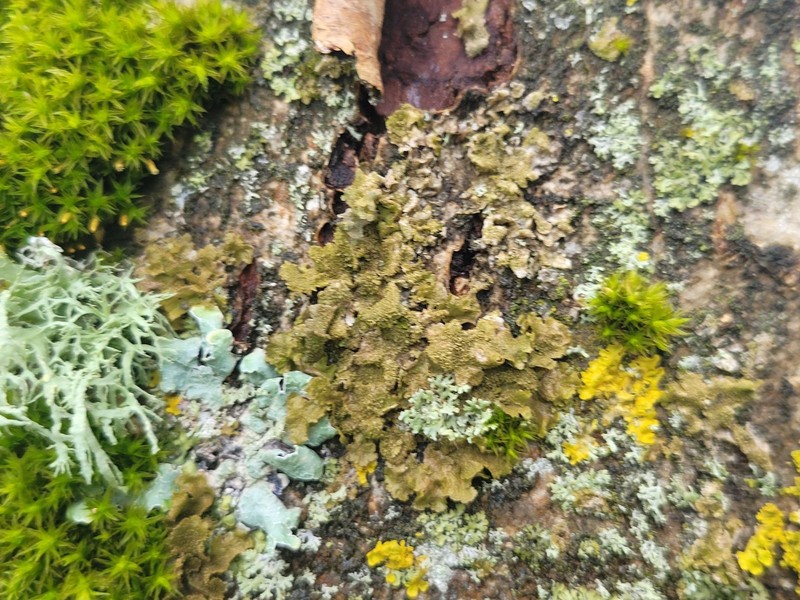 Melanelia Lichen