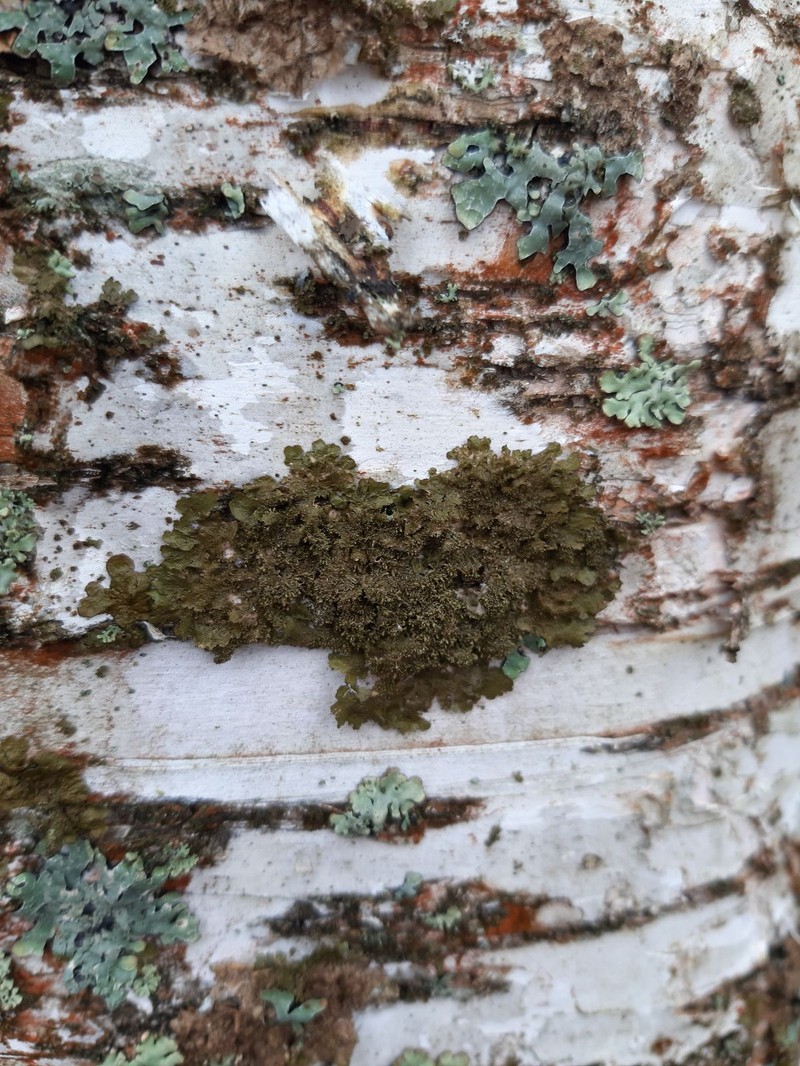 Melanelia Lichen photo 2