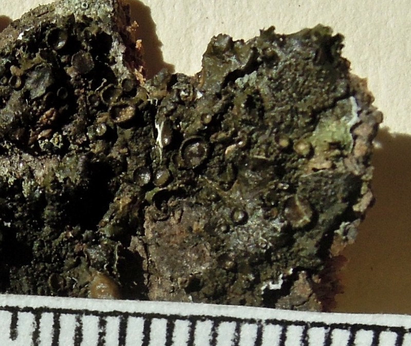 Melanelia Lichen photo 3