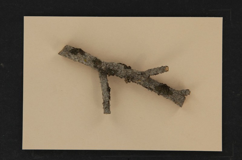 Melanelia Lichen photo 4
