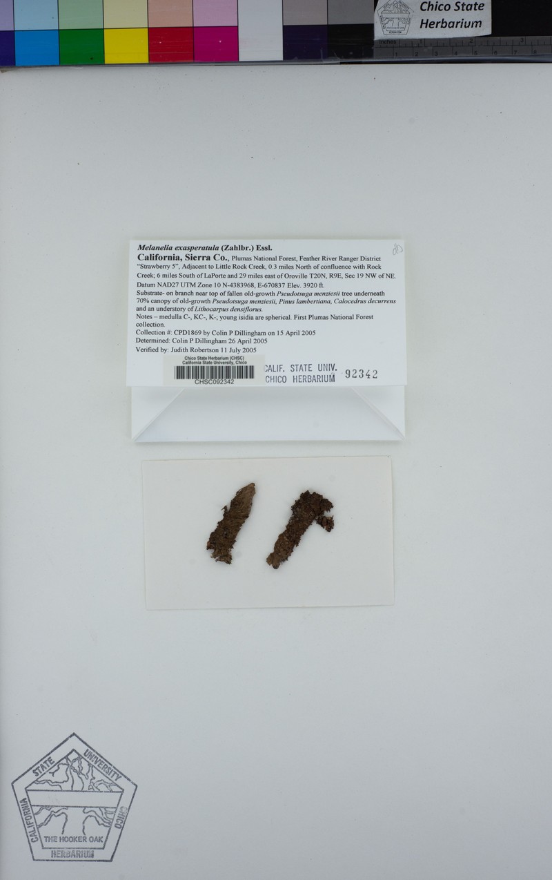 Melanelia Lichen photo 5