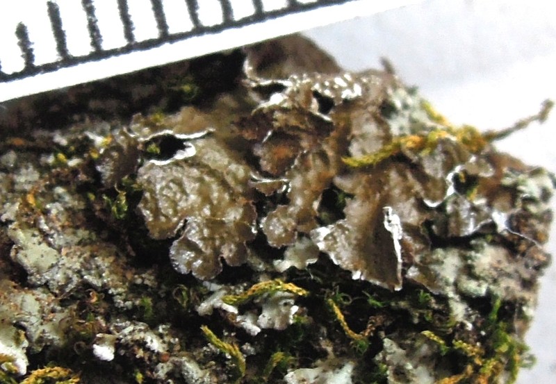 Melanelia Lichen