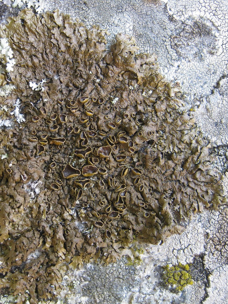 Smooth Melanelia Lichen