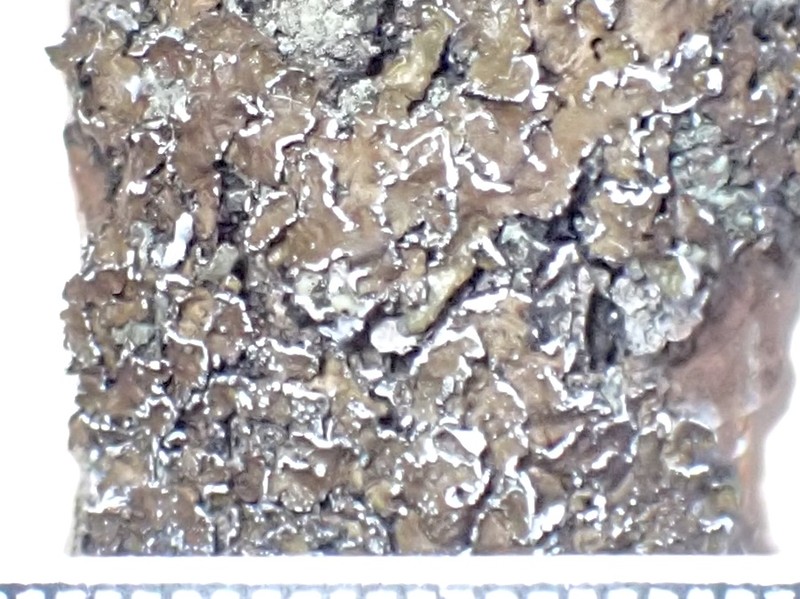 Smooth Melanelia Lichen photo 2