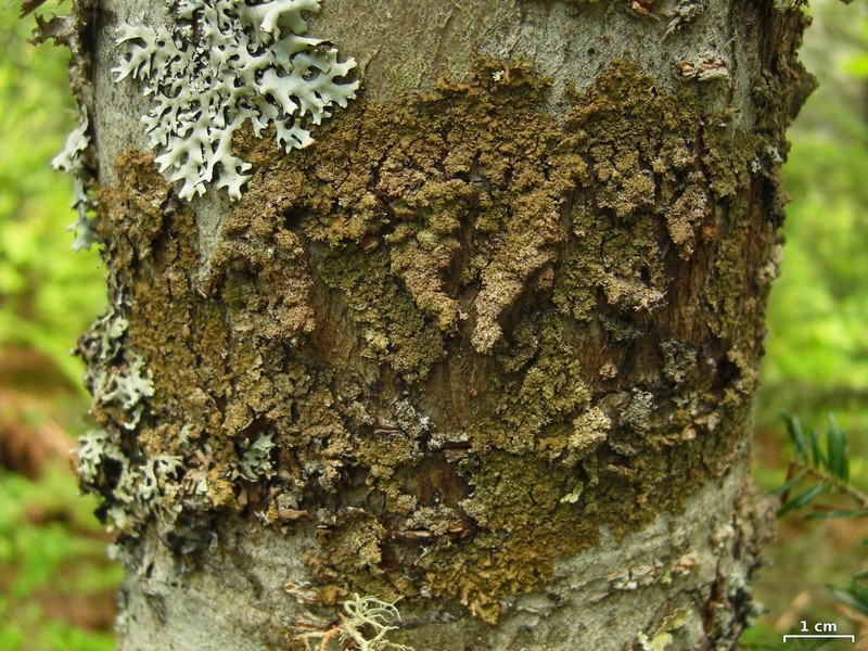 Hale's Melanelia Lichen photo 2