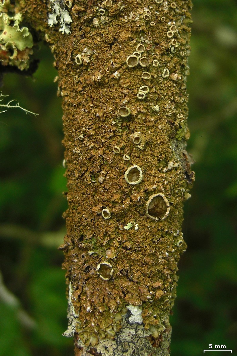 Hale's Melanelia Lichen photo 3