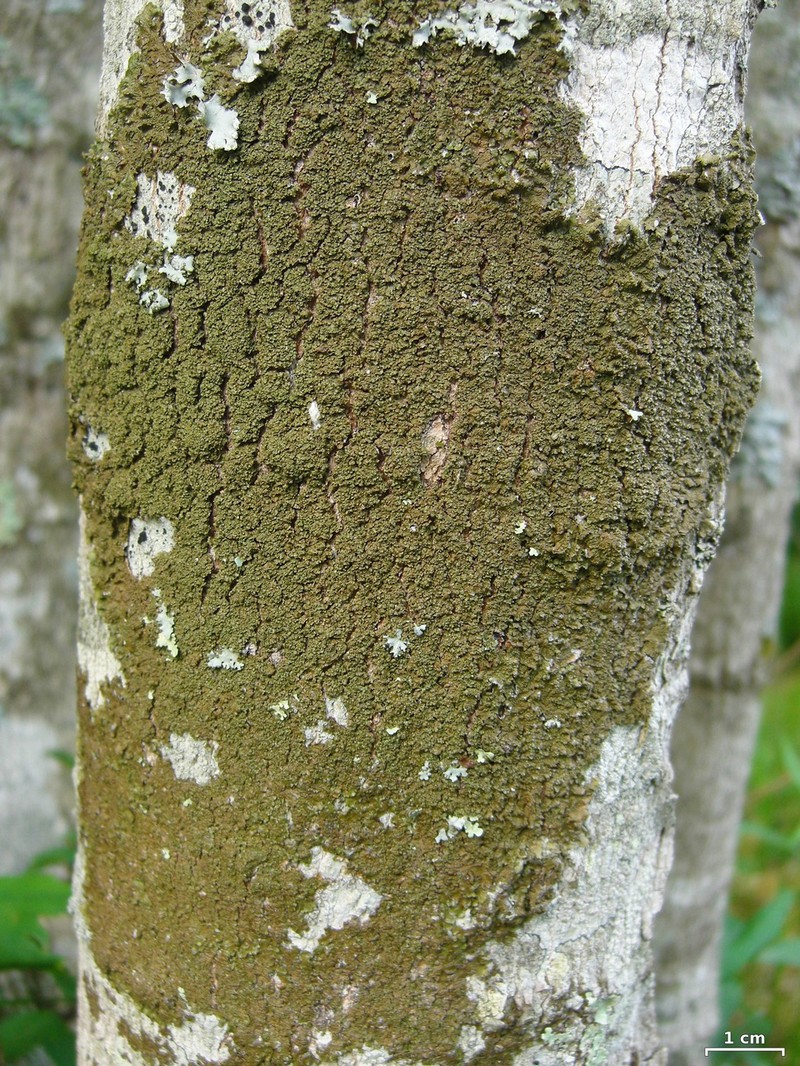Hale's Melanelia Lichen photo 4