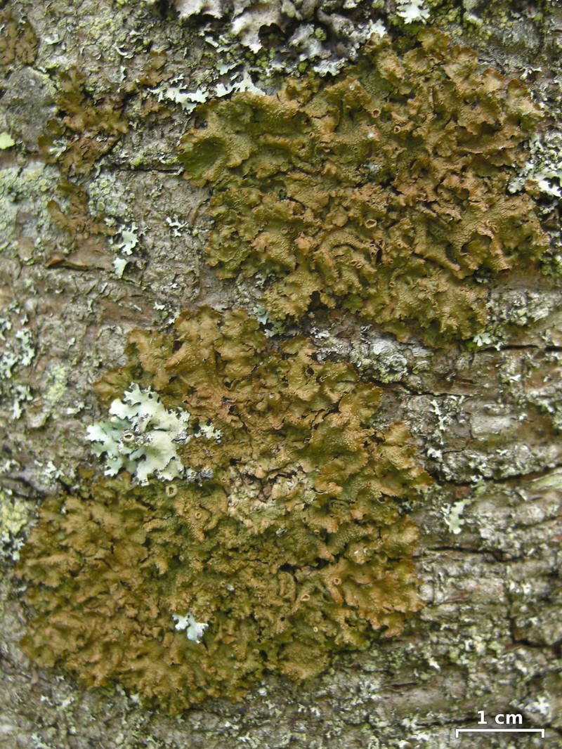 Hale's Melanelia Lichen photo 5