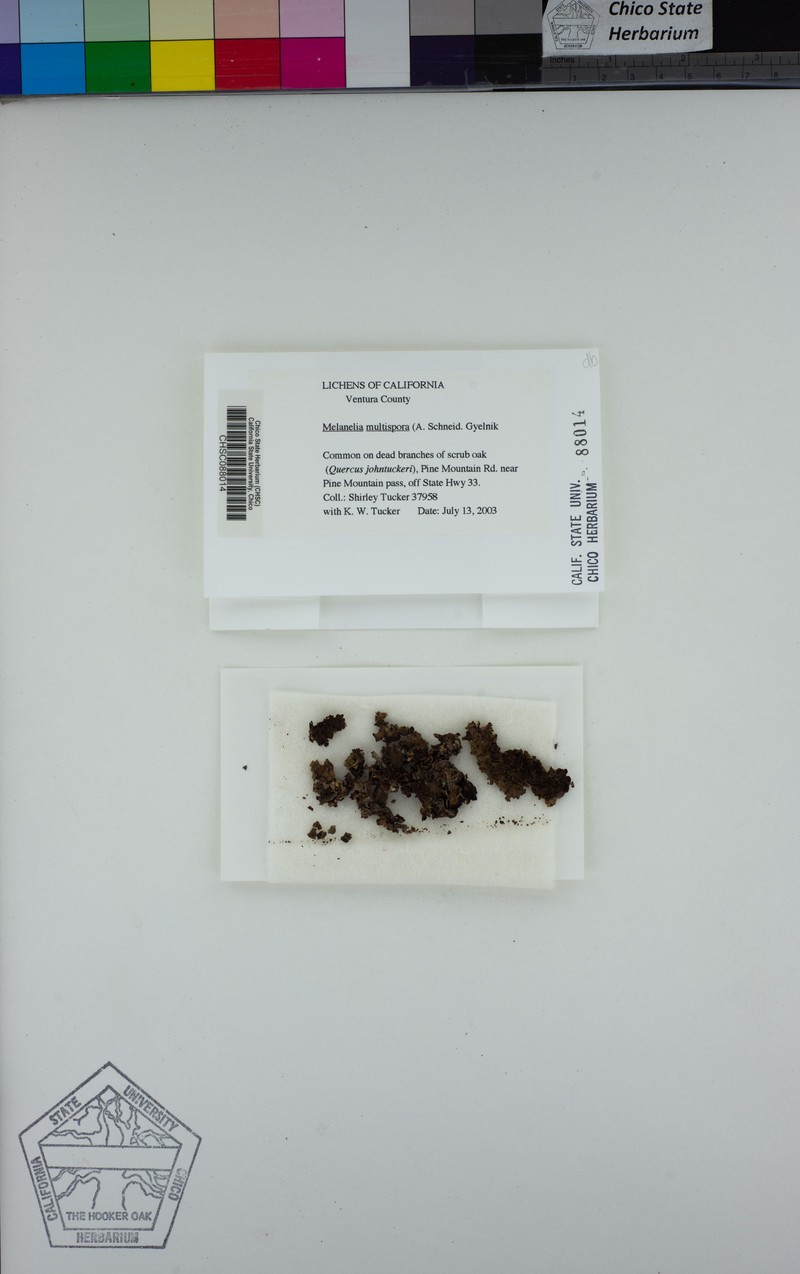 Manyspore Melanelia Lichen