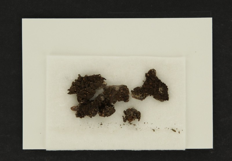 Manyspore Melanelia Lichen photo 2