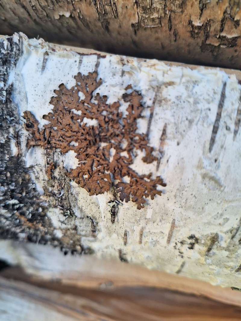 Melanelia Lichen