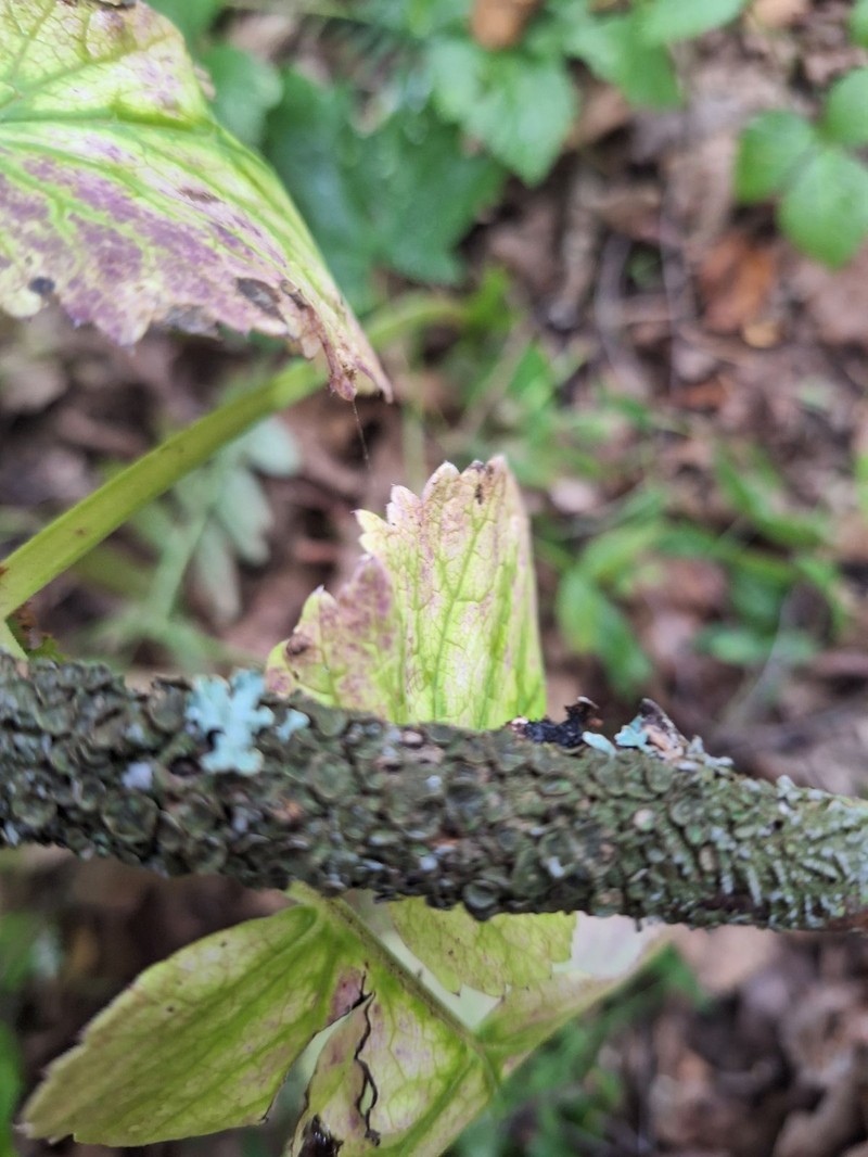 Melanelia Lichen photo 2