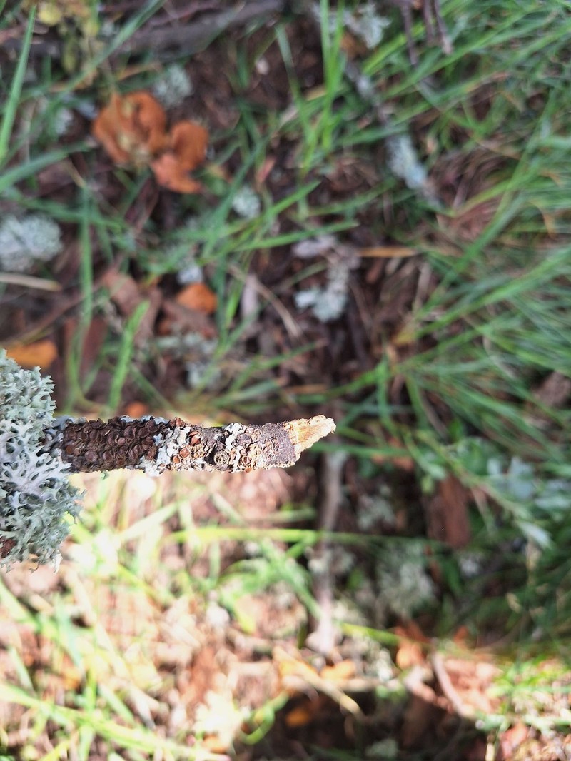 Melanelia Lichen photo 3