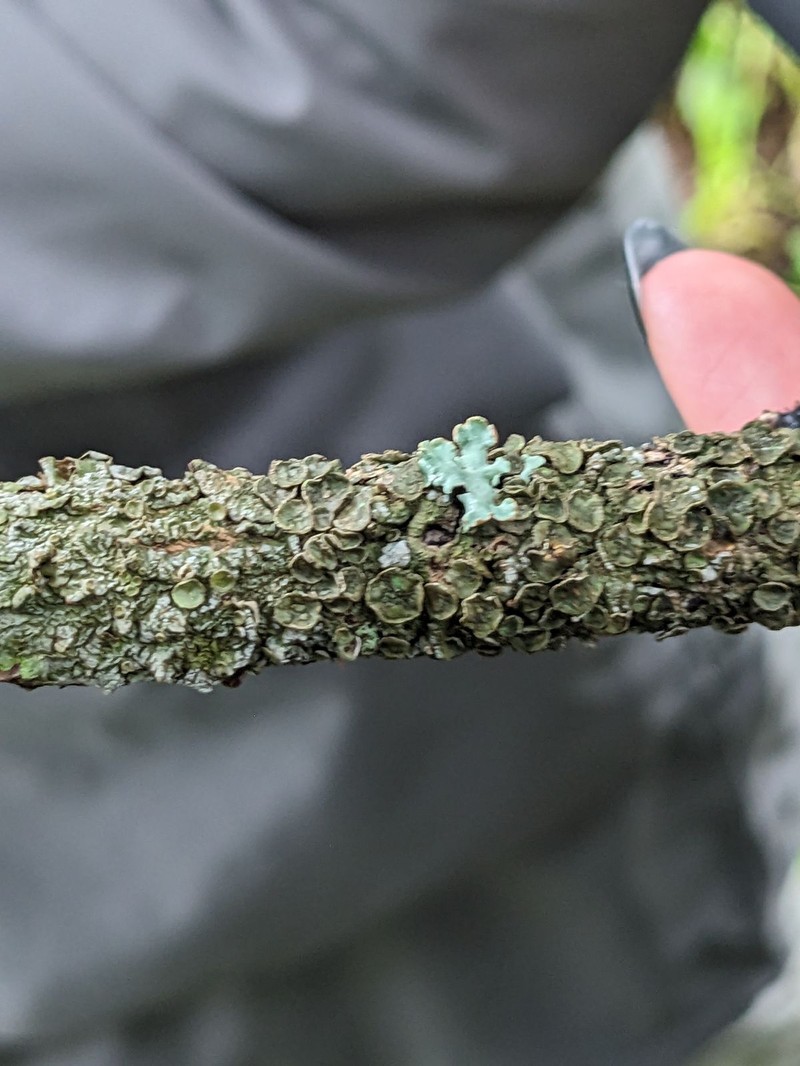 Melanelia Lichen photo 4