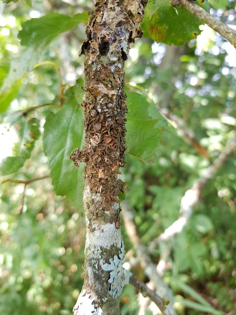 Melanelia Lichen photo 5