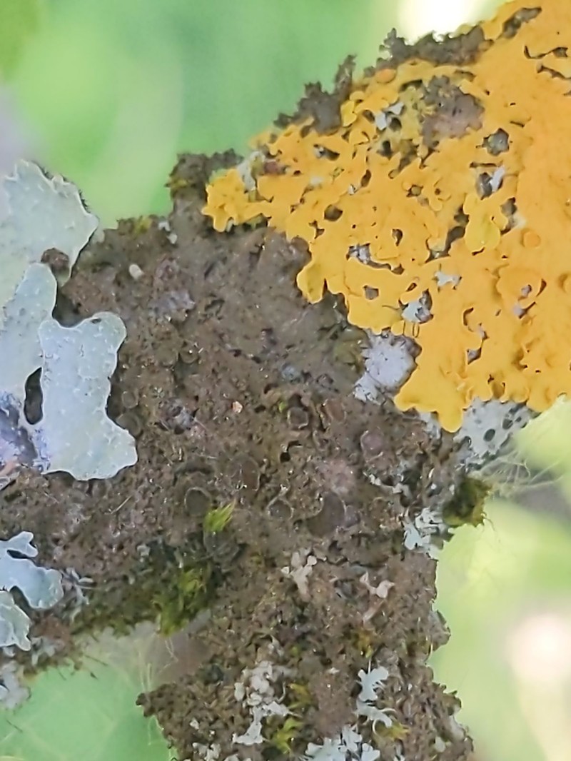 Melanelia Lichen photo 6