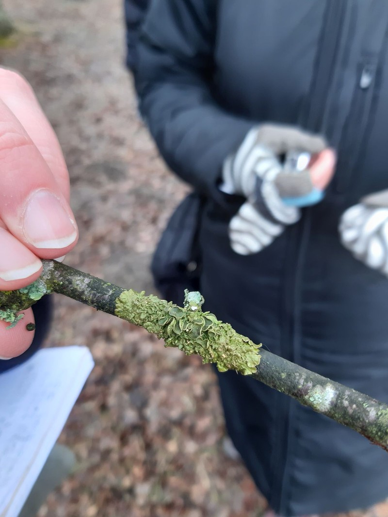 Melanelia Lichen photo 7