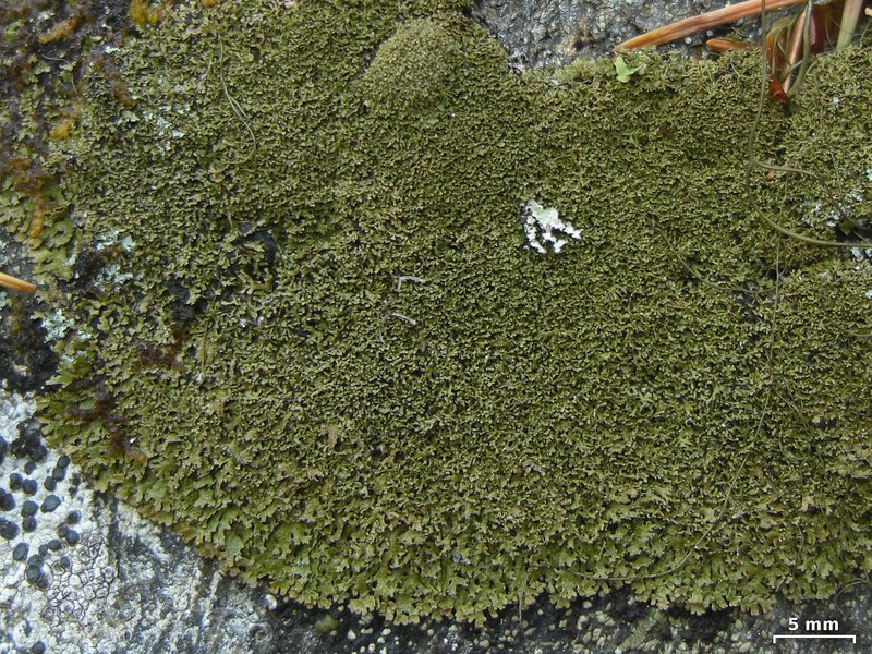 Melanelia Lichen