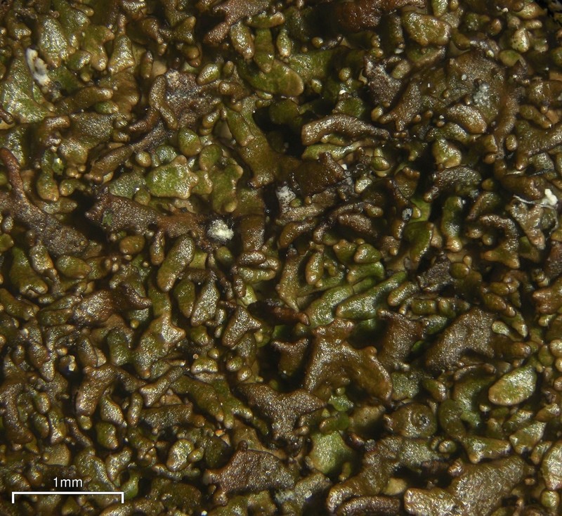 Melanelia Lichen
