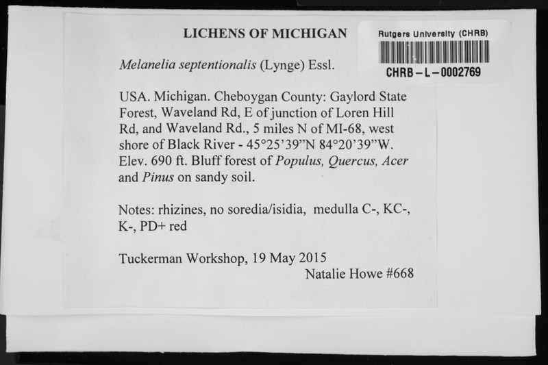 Melanelia Lichen