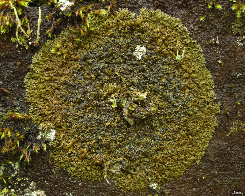 Melanelia Lichen