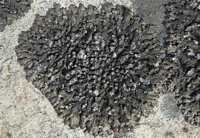 Melanelia Lichen photo 2