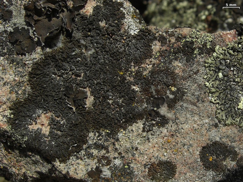 Melanelia Lichen photo 3