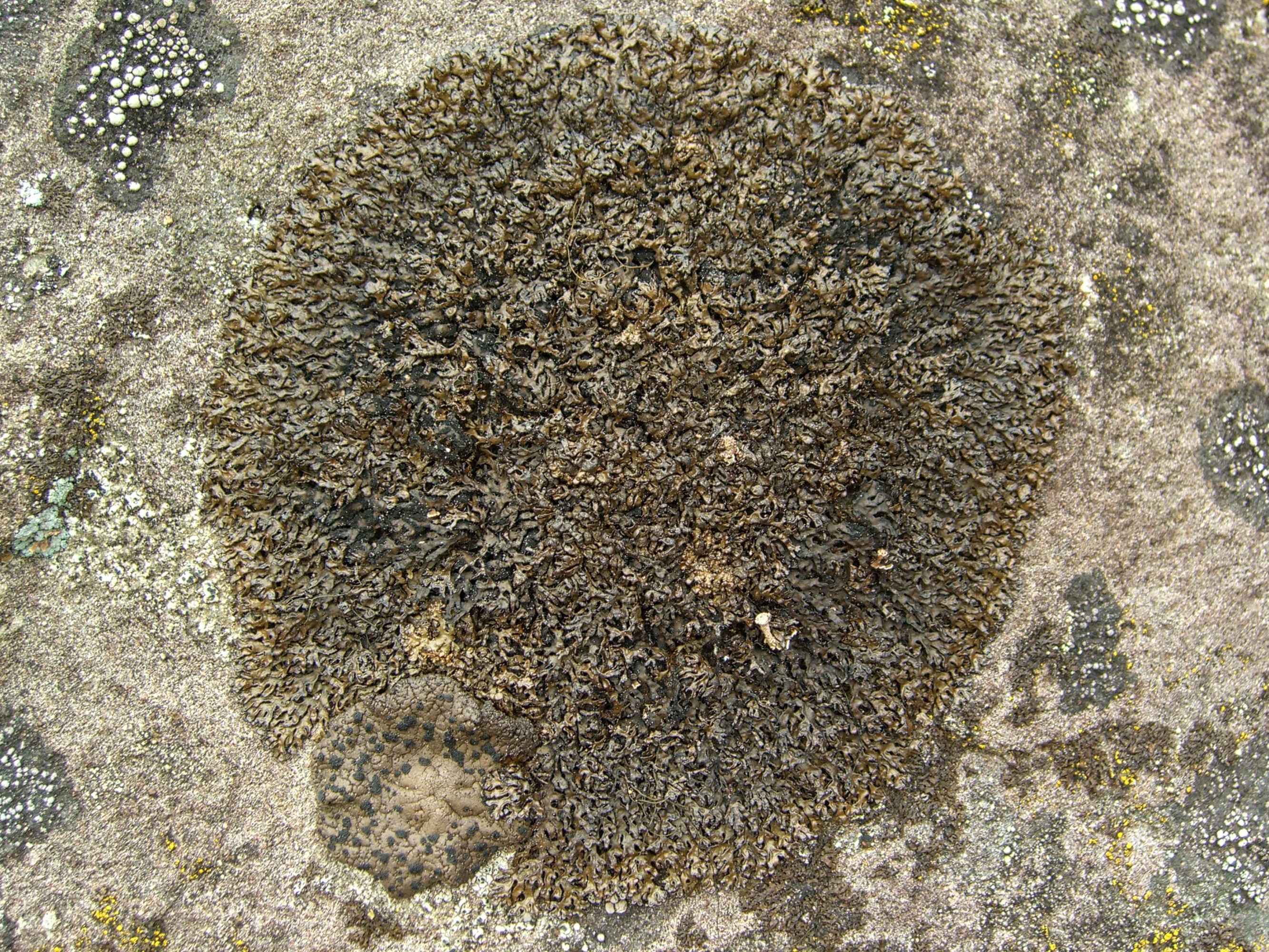 Melanelia Lichen