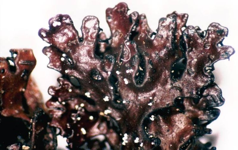 Melanelia Lichen photo 2