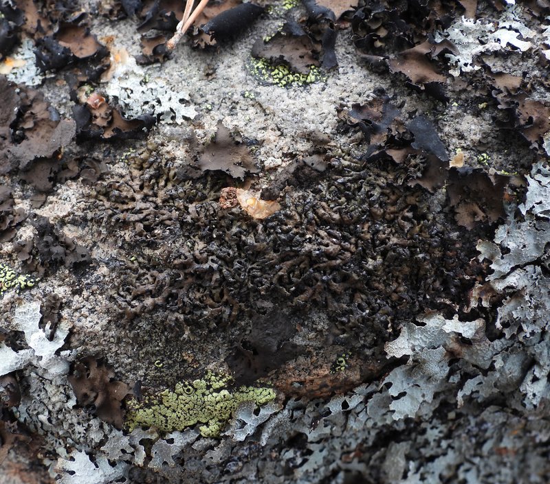 Melanelia Lichen photo 5
