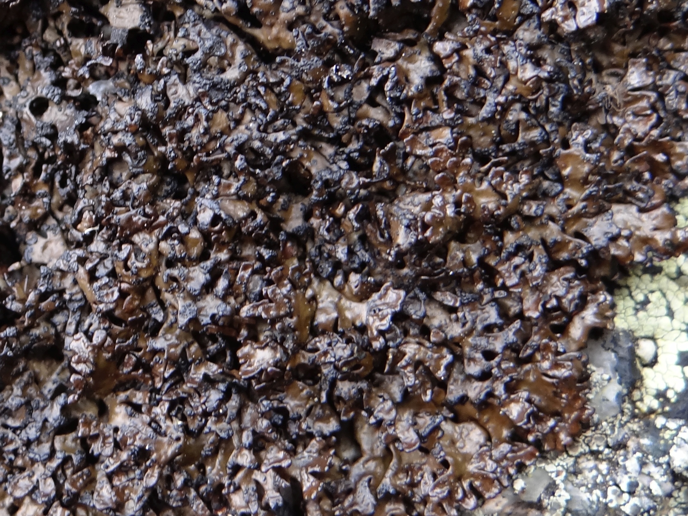 Melanelia Lichen photo 6