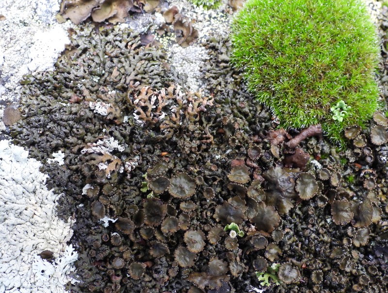 Melanelia Lichen photo 4