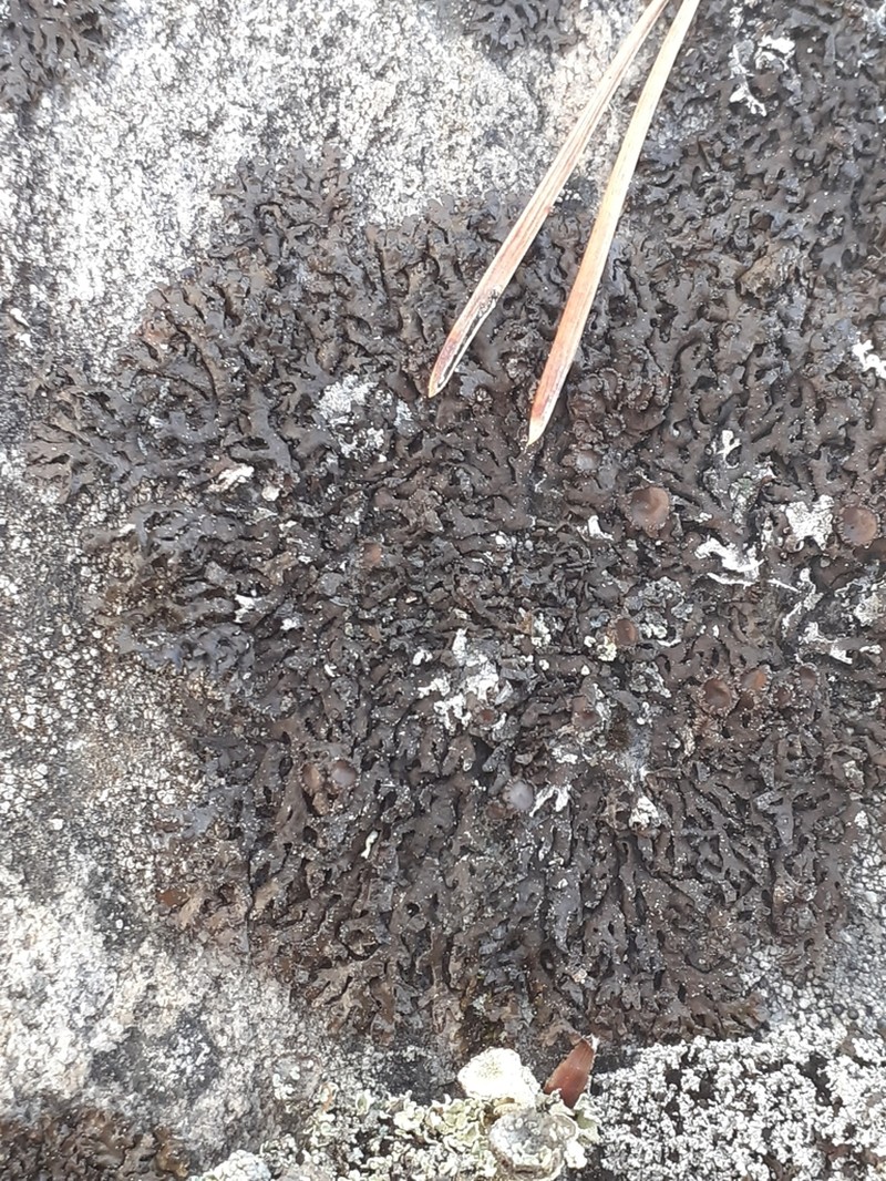 Melanelia Lichen photo 5
