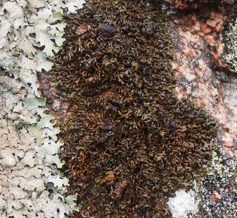 Melanelia Lichen photo 6