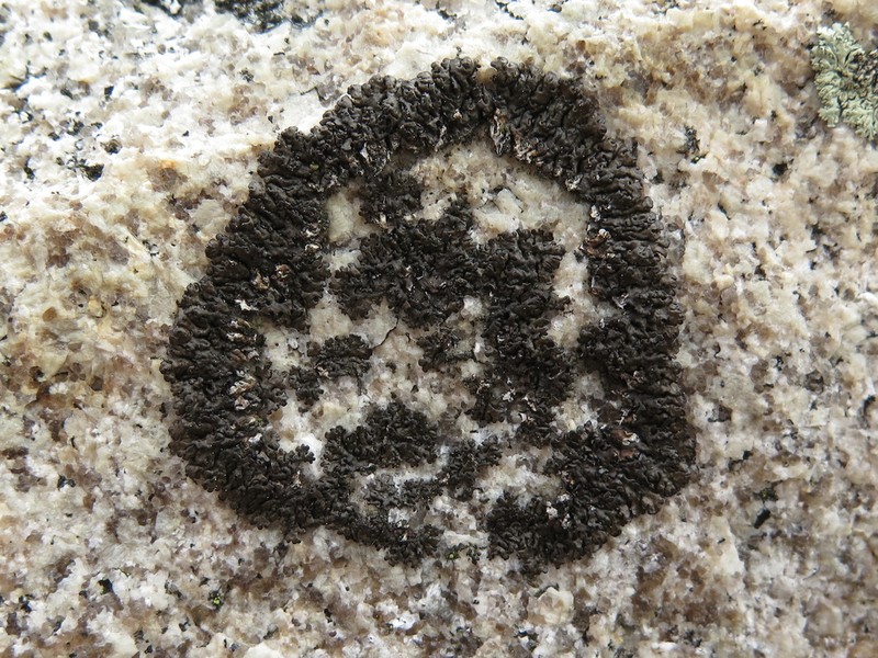 Melanelia Lichen photo 7