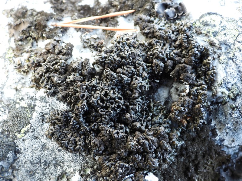 Melanelia Lichen photo 8