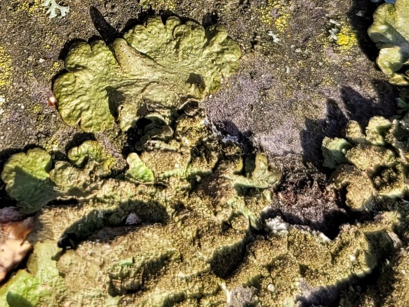Melanelia Lichen