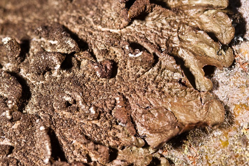 Melanelia Lichen photo 2
