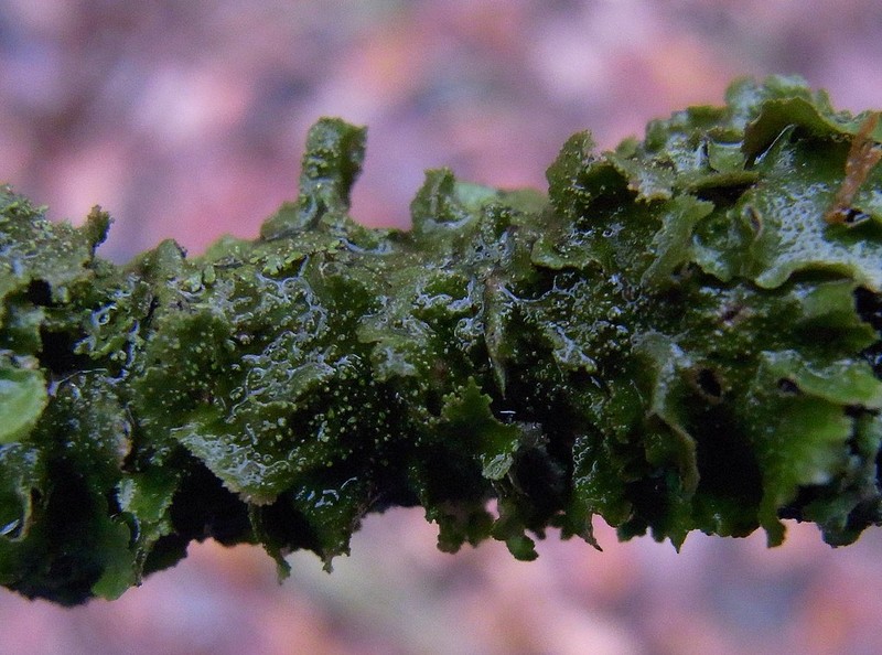 Melanelia Lichen photo 3