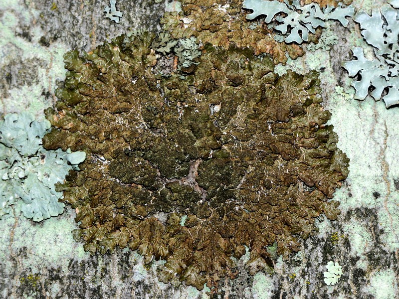 Melanelia Lichen photo 4