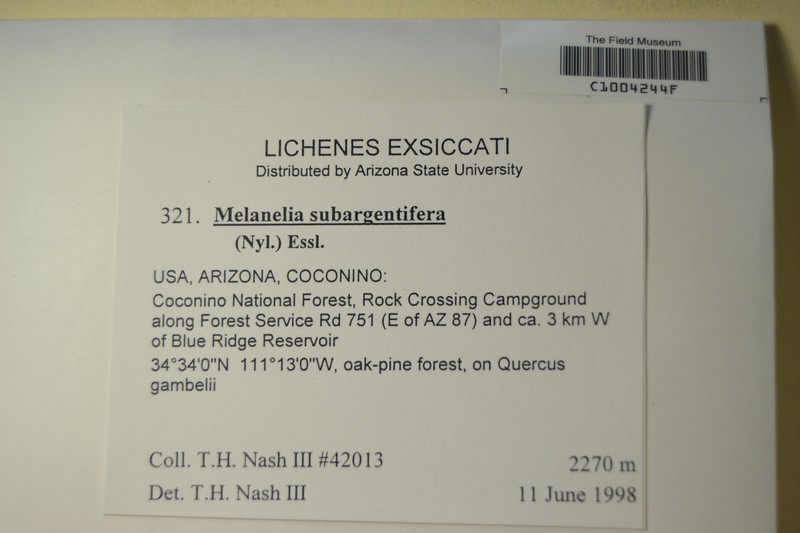Melanelia Lichen photo 5