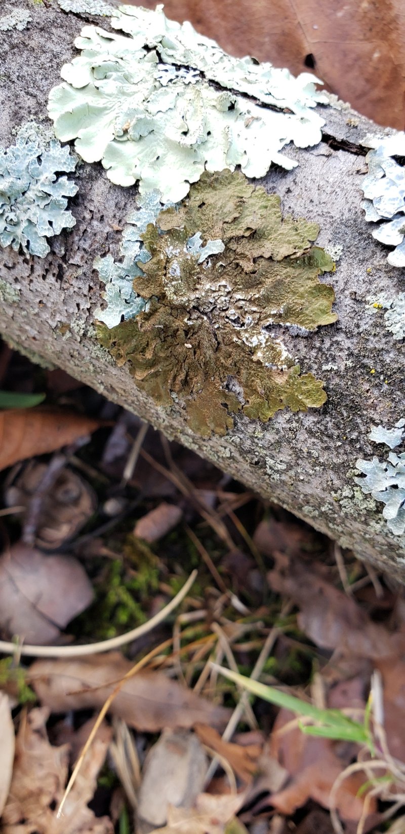 Melanelia Lichen