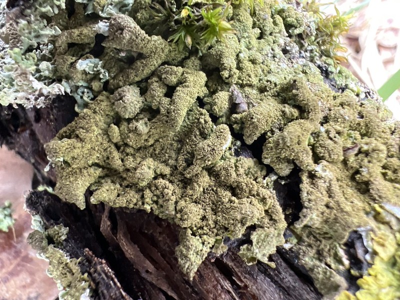 Melanelia Lichen