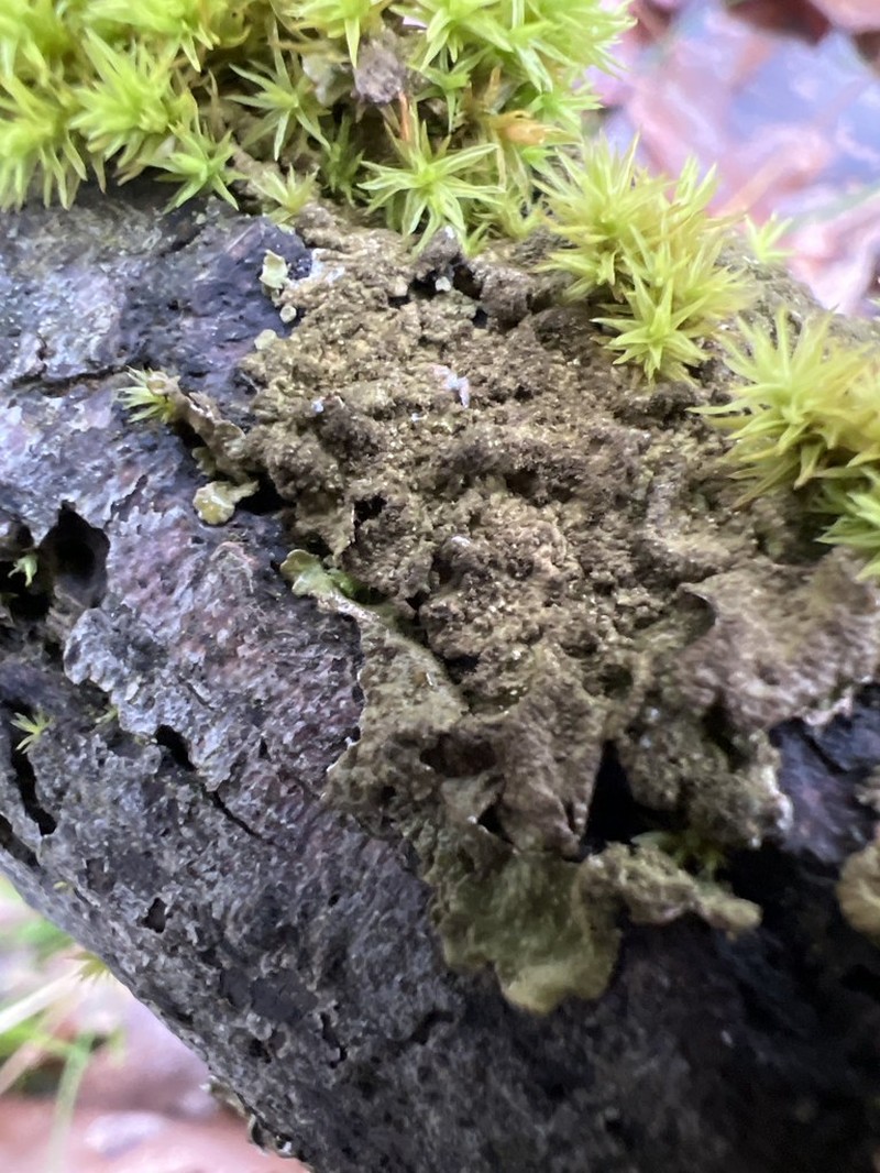 Melanelia Lichen photo 2