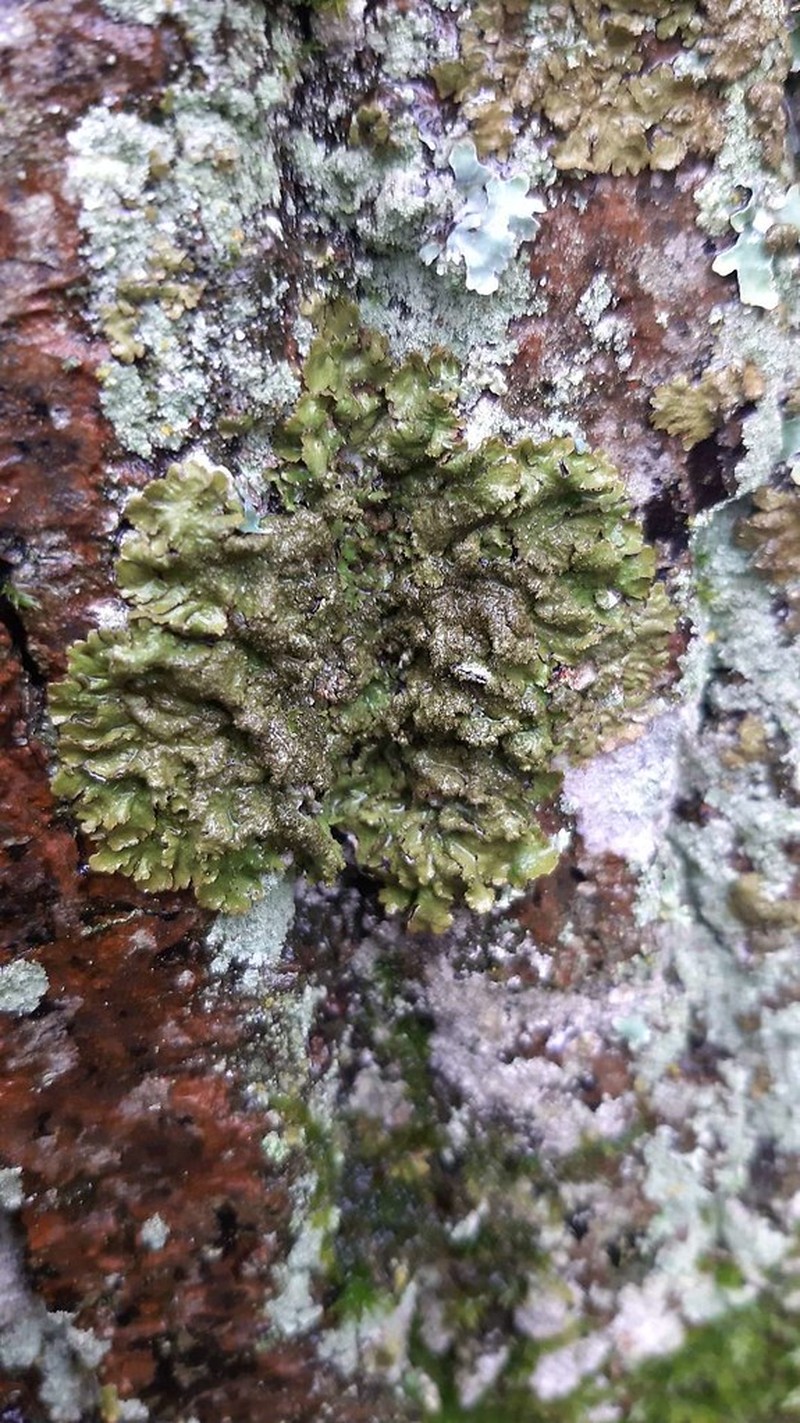 Melanelia Lichen photo 3