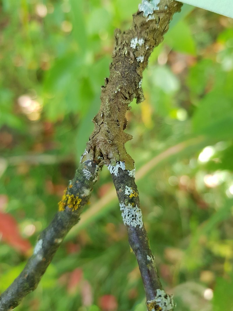 Melanelia Lichen photo 4