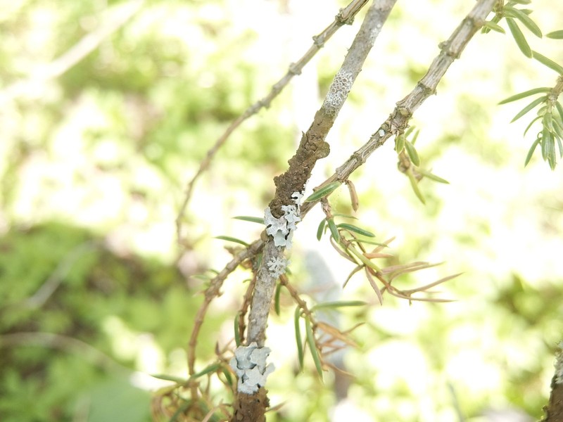 Melanelia Lichen photo 5
