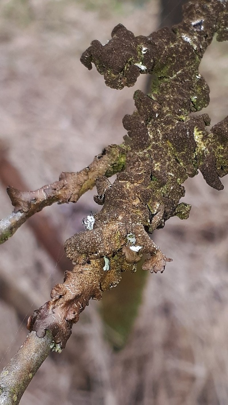 Melanelia Lichen photo 6
